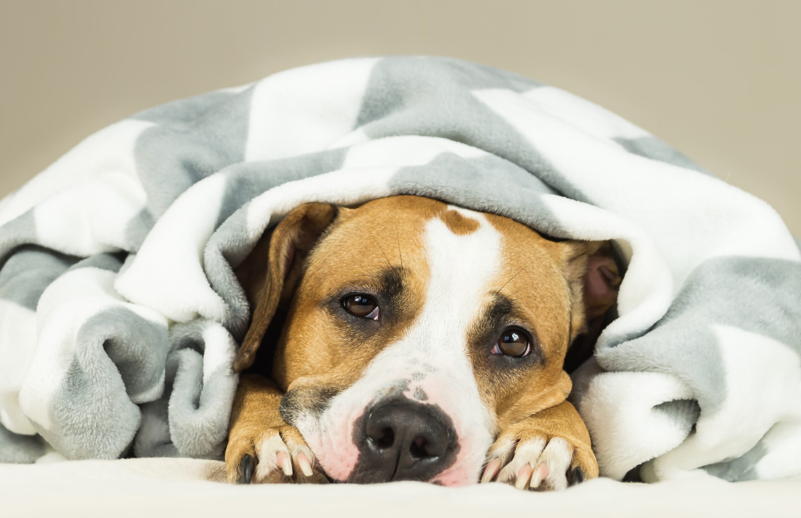 Tosse dos canis é assunto sério!