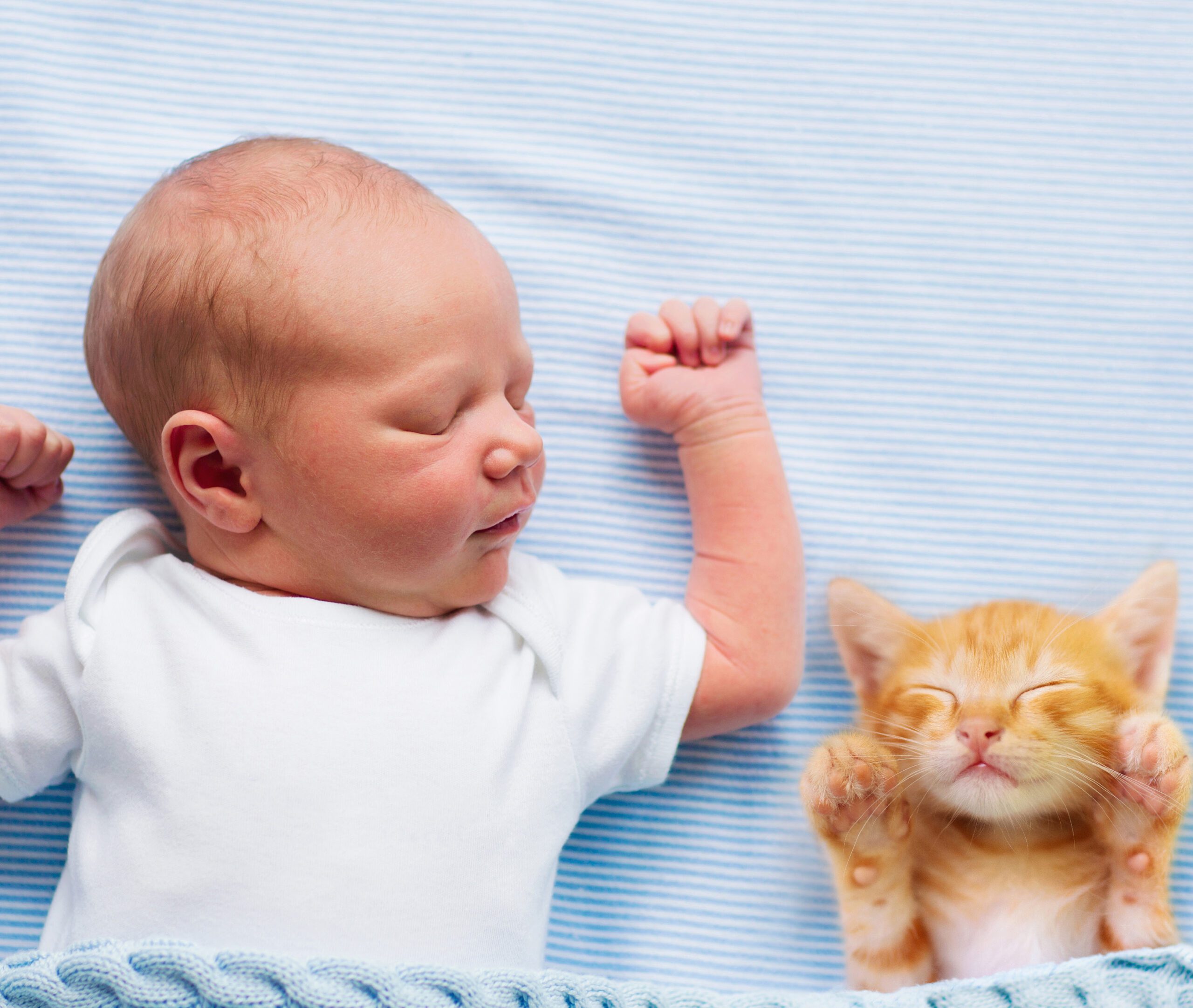 O bebê chegou! Como fica a vida dos pets?