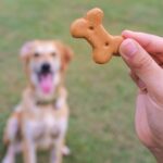 É preciso muita responsabilidade para garantir o bem-estar dos bichinhos. Entenda quais são cuidados essenciais que os pais de pet devem ter