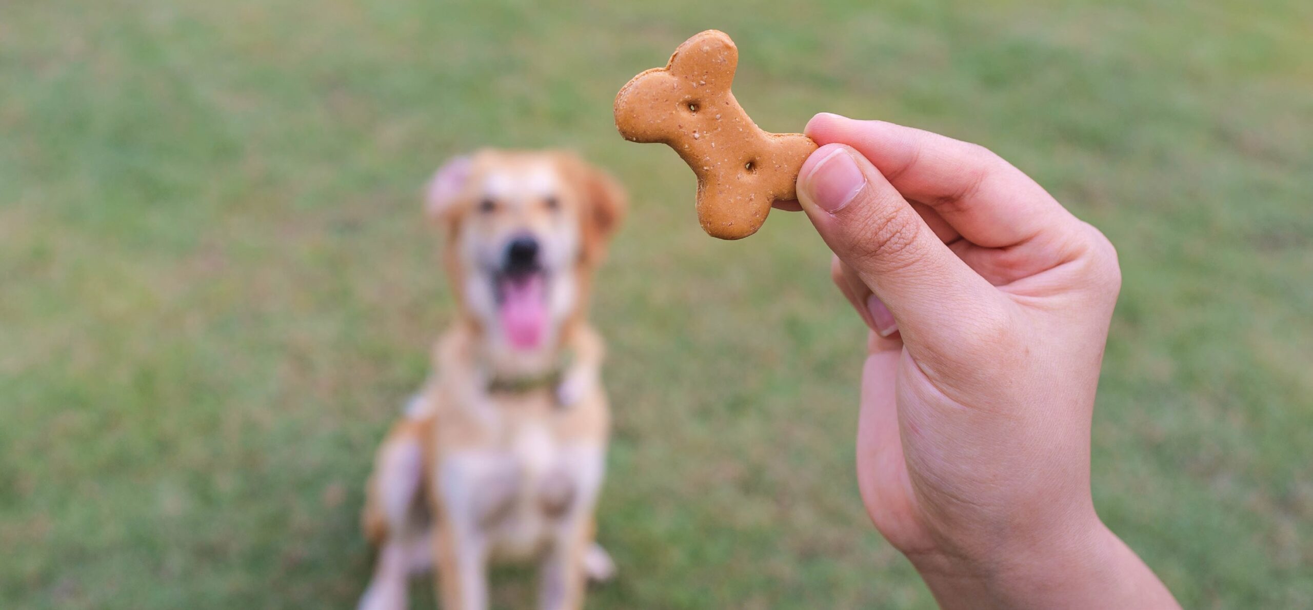 Para os pais de pet…