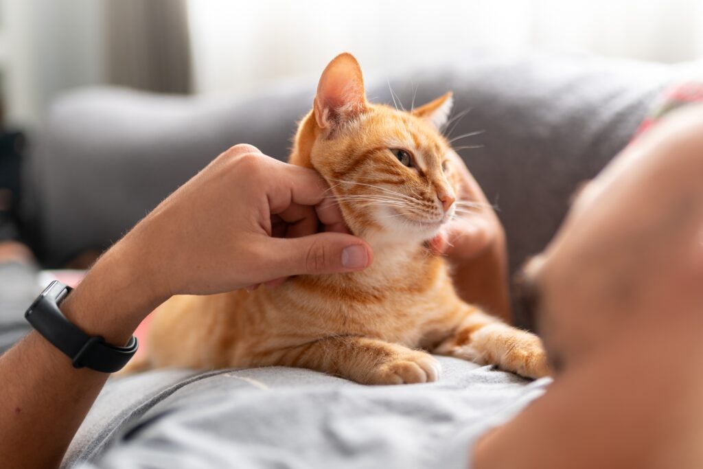 O ronronar dos gatos pode representar várias coisas. Descubra 5 curiosidades sobre o som típico dos felinos!