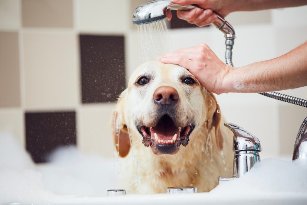 Muito além da higienização, as temperaturas quentes aumentam a necessidade de banho em pets com frequência