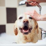 Muito além da higienização, as temperaturas quentes aumentam a necessidade de banho em pets com frequência