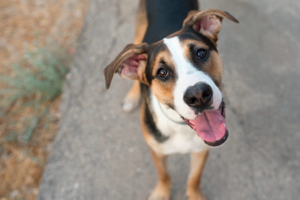 Pet domesticado pode ter acesso à rua? Essas saídas aparentemente inofensivas expõem os animais a diversos riscos a saúde