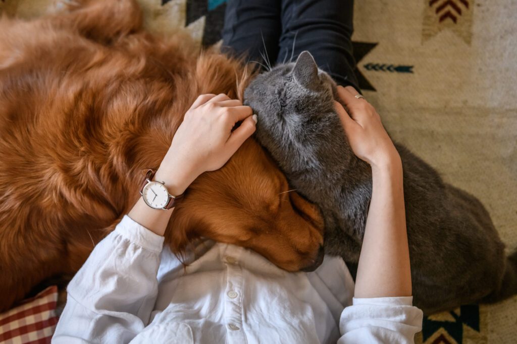 Especialista indica formas de amenizar a tristeza pelo luto animal quando perdemos um bichinho de estimação