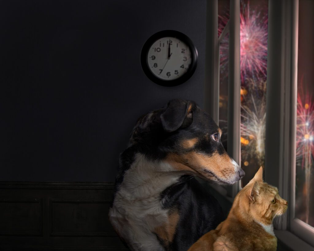 Todo final de ano é o mesmo drama com o medo dos seus pets por causa dos fogos de fogos de artifício? Fomos em busca de soluções!