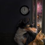 Veterinária dá dicas importantes para proteger os animais, já que a maioria dos pets tem medo dos fogos de artifício