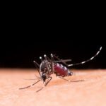 O Brasil está enfrentando uma epidemia de dengue, por isso, além das medidas recomendadas, saiba quais repelentes ajudam a se proteger