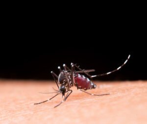 O Brasil está enfrentando uma epidemia de dengue, por isso, além das medidas recomendadas, saiba quais repelentes ajudam a se proteger