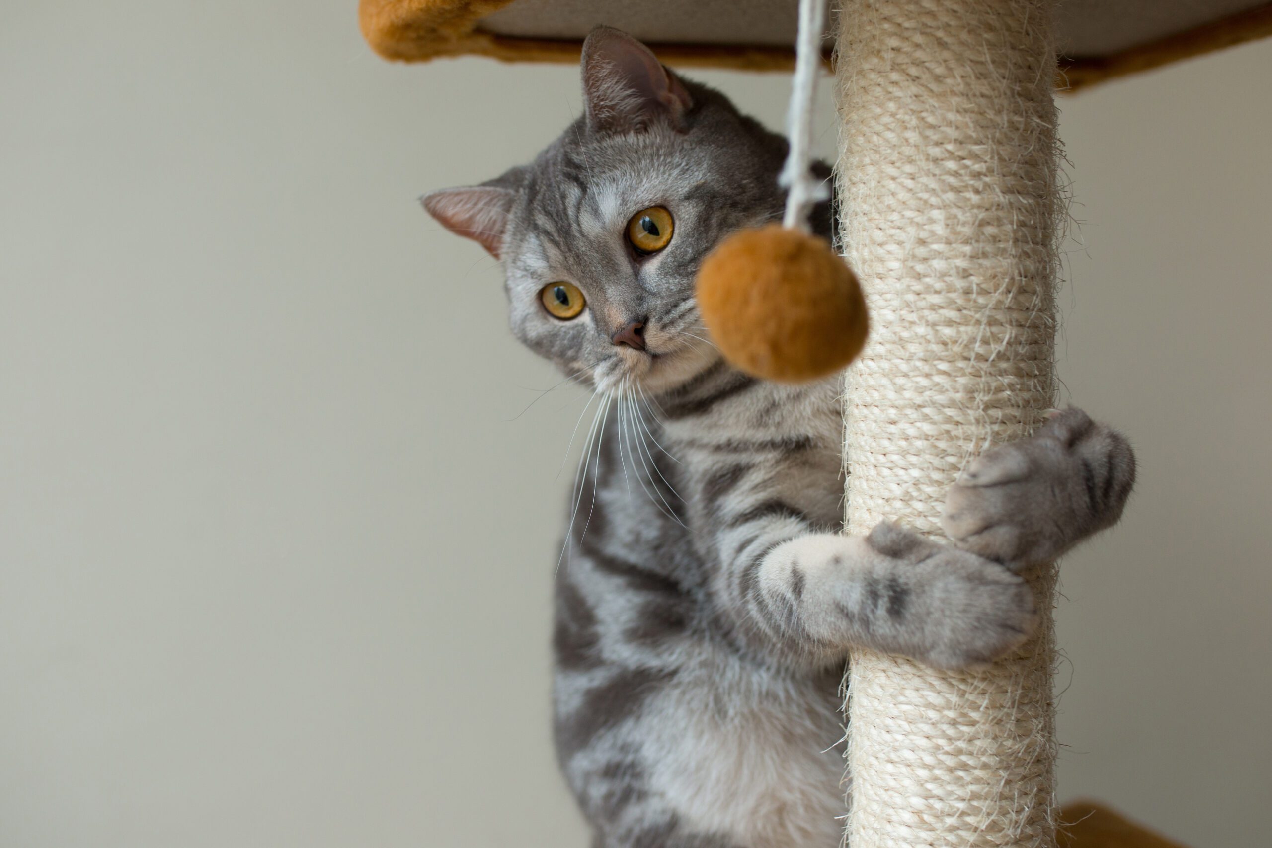 A importância do brincar para a saúde mental dos gatos