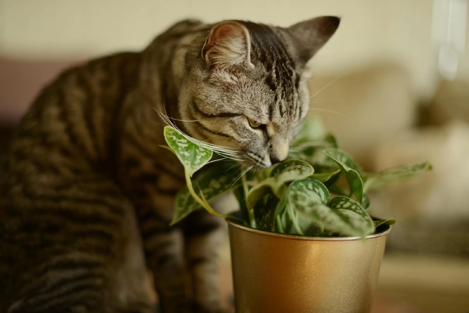 Quer decorar sem riscos? Conheça 5 plantas seguras para pets