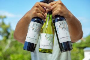 Mais de 100 rótulos de vinhos estão em promoção na Bodegas Grupo Wine