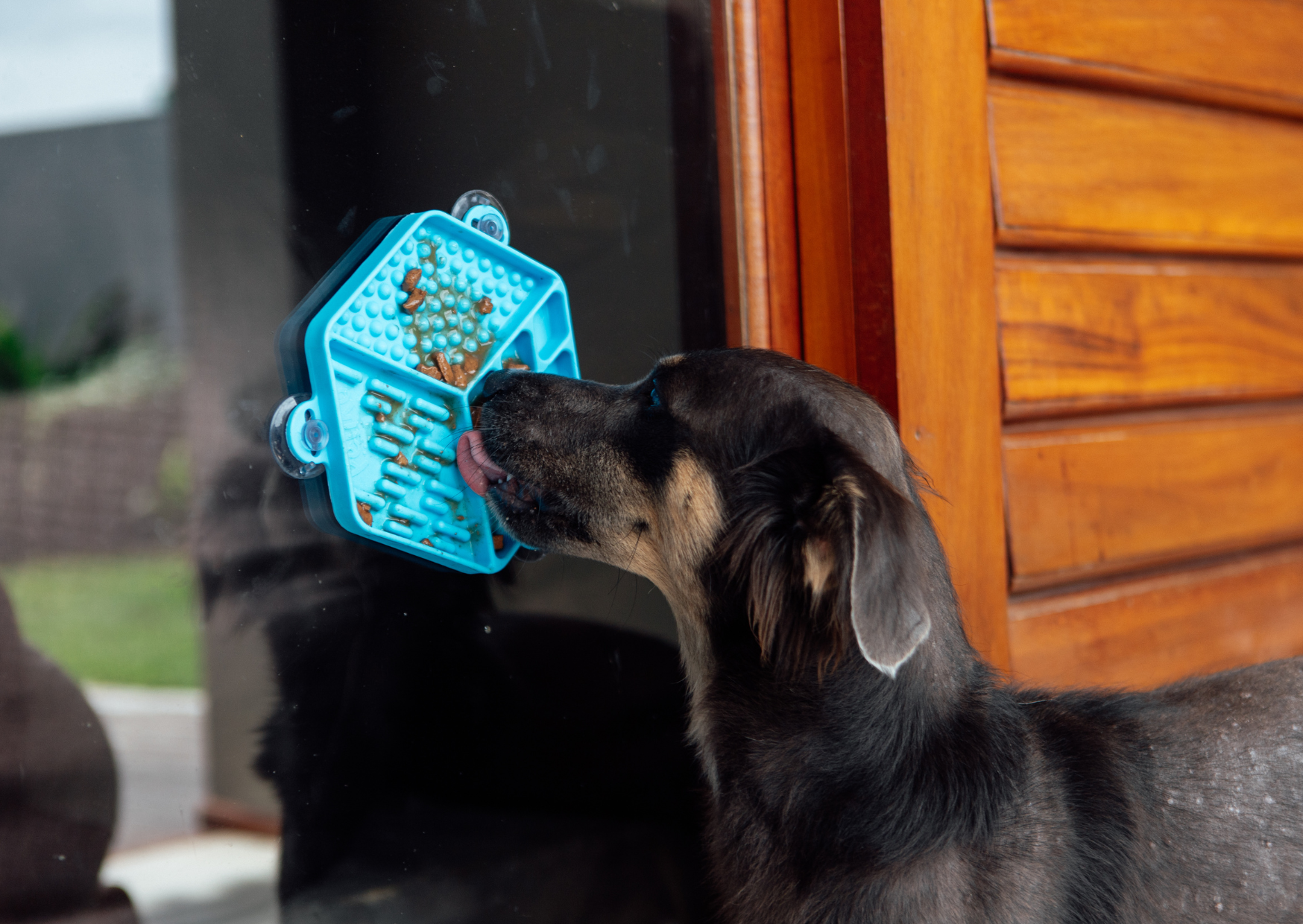 Como reduzir o estresse nos pets nas festas de fim de ano