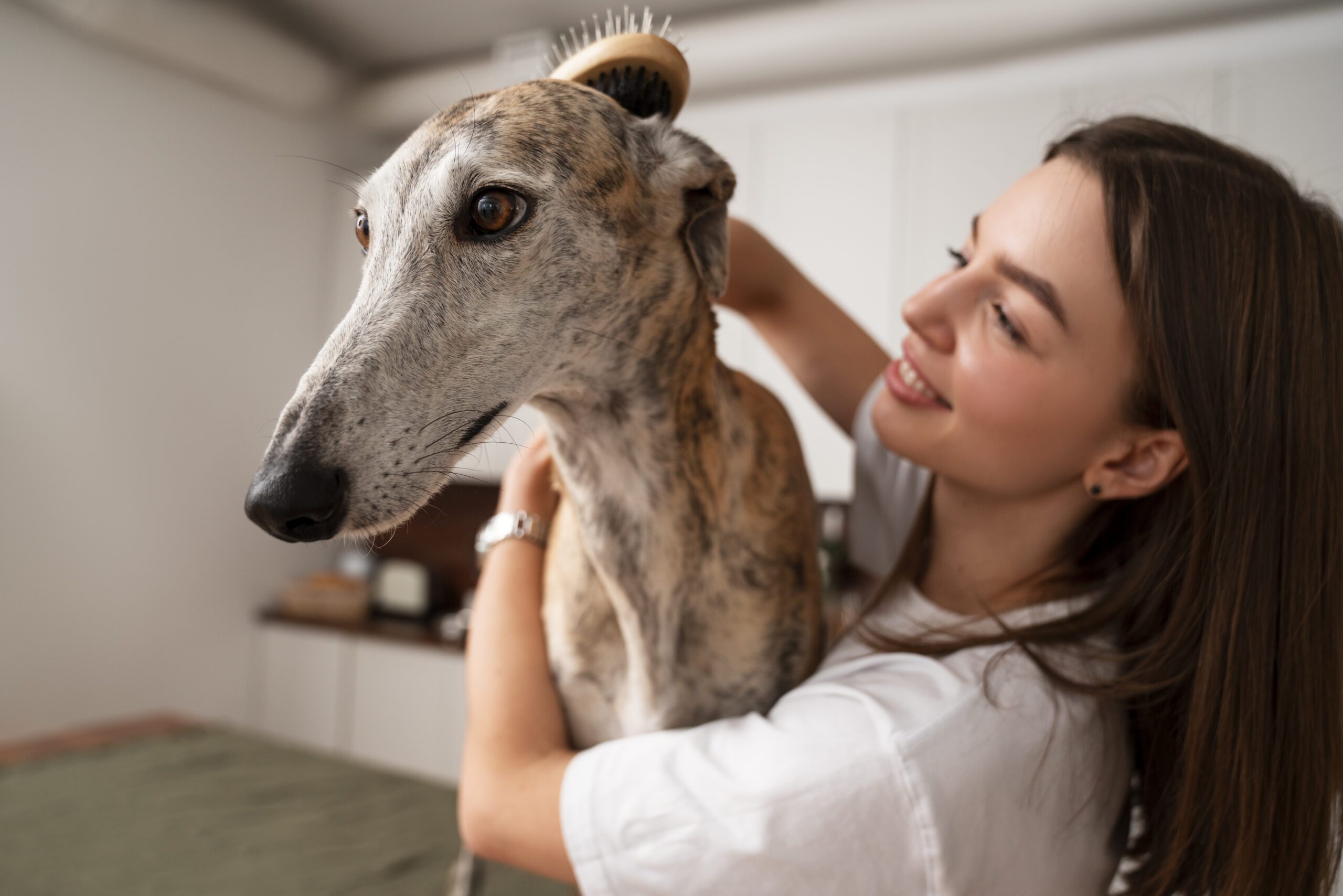Seu cão está enxergando menos? Podem ser sintomas de catarata