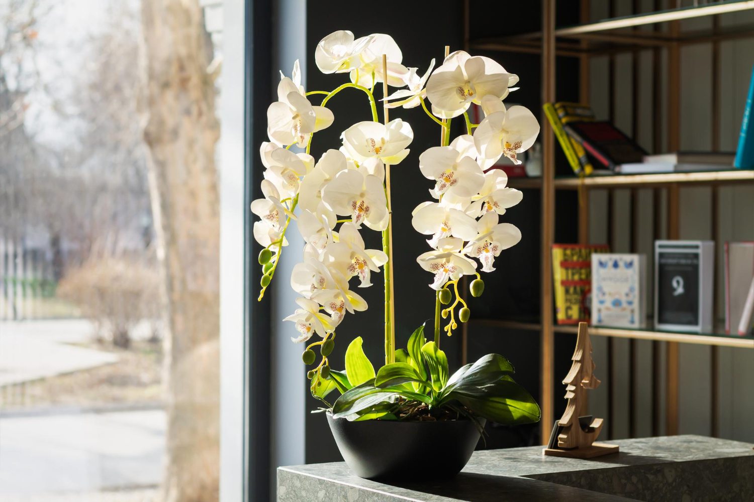 Feng shui: 10 flores que turbinam o fluxo das energias positivas