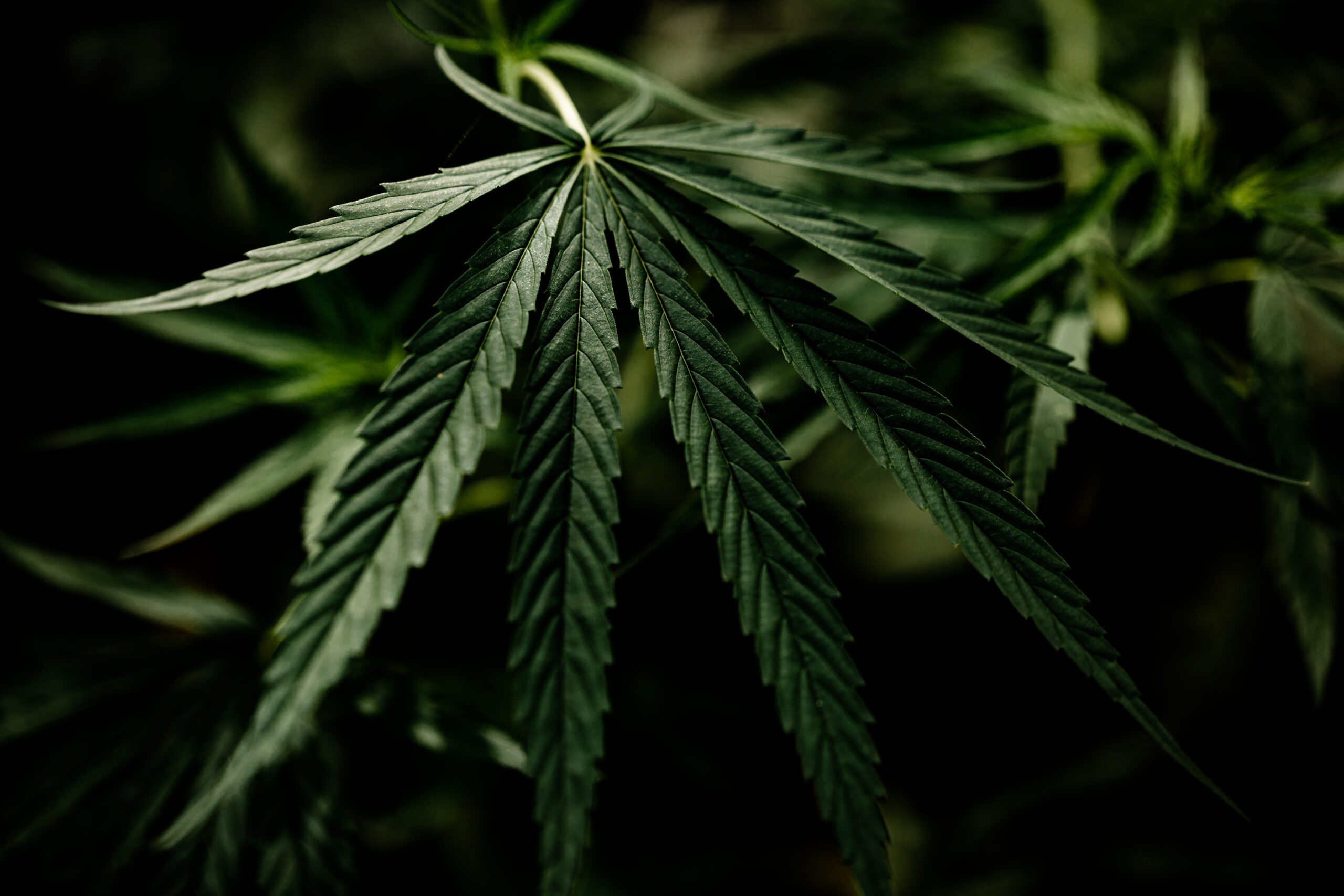 Canabidiol para idosos: o que a ciência já sabe sobre os benefícios