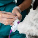 Emergência veterinária 24h cresce fora do horário comercial