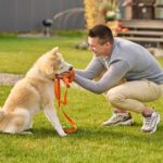 8 exercícios para estimular a inteligência do seu cachorro