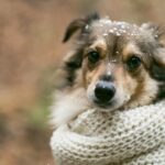 Pet sofre com o frio? Cuidados para adotar no inverno