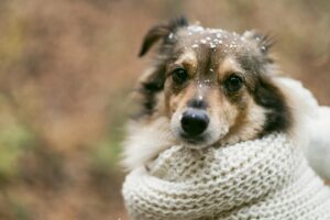 Pet sofre com o frio? Cuidados para adotar no inverno