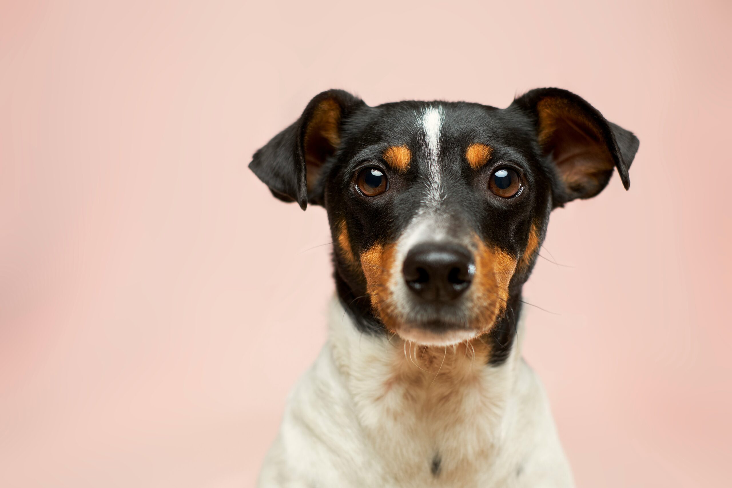 Como ensinar o cachorro a fazer xixi no lugar certo?